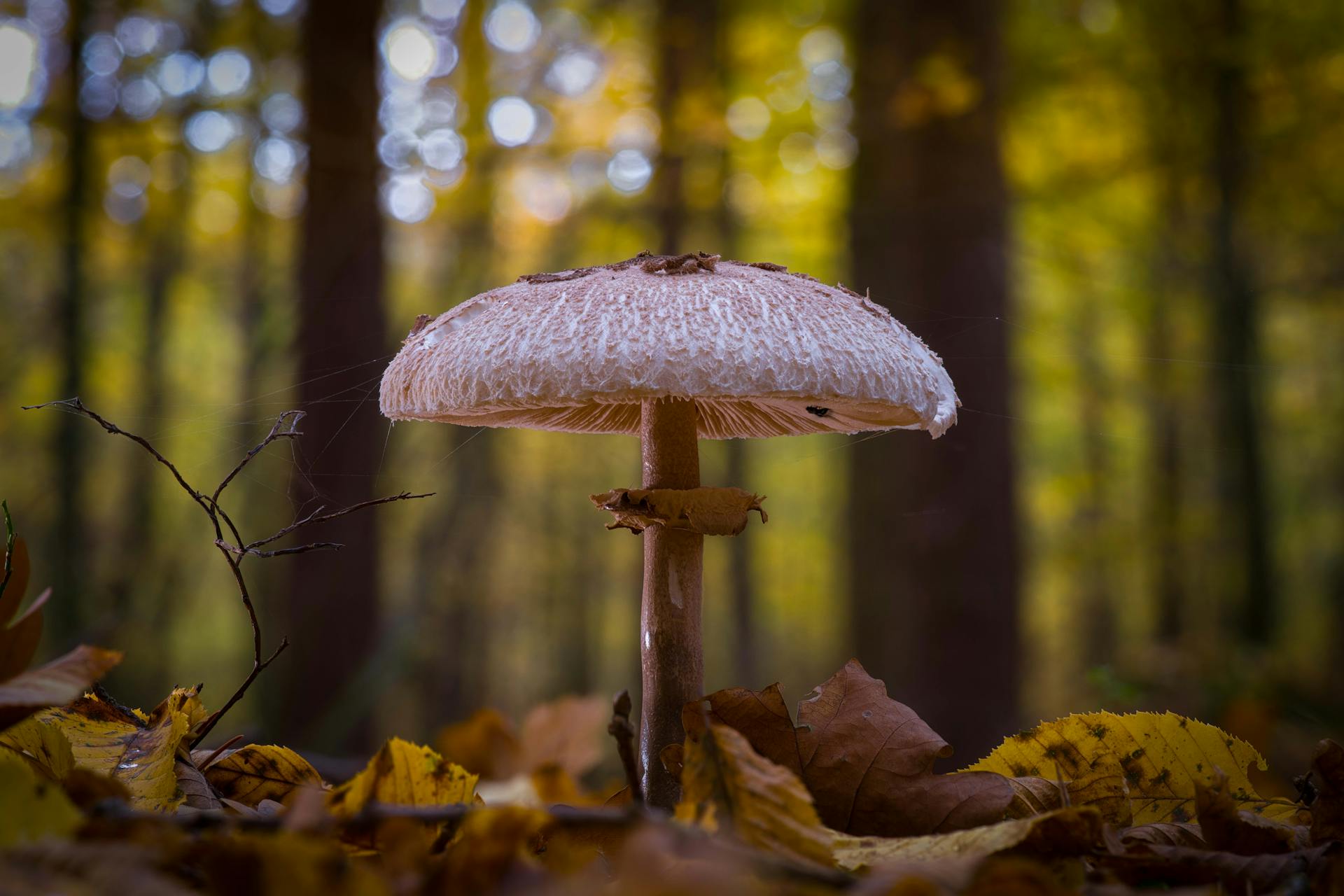 Ce este Hericium erinaceus și de ce apare în discuțiile despre cancer